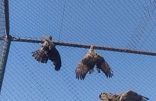 Van’da kargaların yaraladığı arı şahinleri...