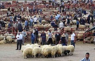 Van’da kurbanlık hayvanlar görücüye çıktı