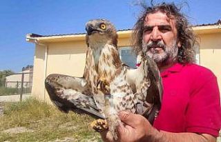 Van’da tedavileri tamamlanan arı şahinleri doğaya...