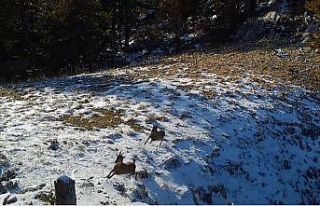 Vaşağın avlanma mücadelesi fotokapana yansıdı