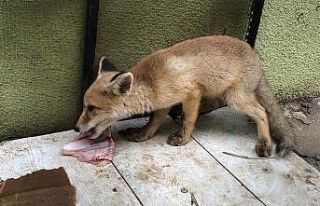 Vatandaşların bulduğu yavru tikiler koruma altında