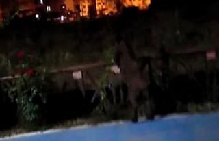 Yaban domuzunun çevikliği şaşırttı