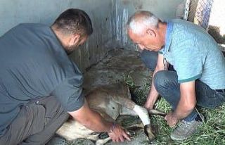 Yaban keçisi, köpeklerin saldırısından baraj...