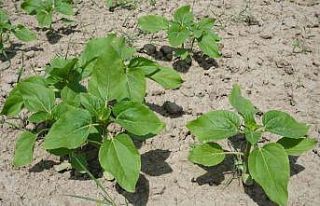 Yağışlar, gelişme dönemindeki ayçiçeğine ilaç...