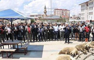 Yağışlara sevinen çiftçiler şükür kurbanı...