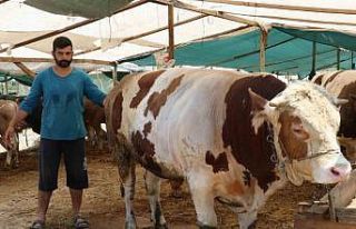 Yalova Kurban Pazarı’nın ‘Şampiyon’ları...