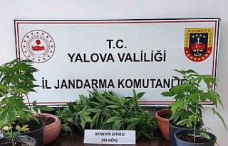 Yalova’da evinde kenevir yetiştiren zanlı gözaltına...