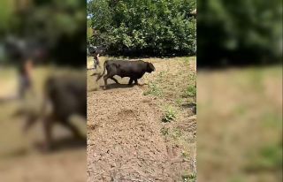 Yalova’da kaçan boğa 1 saatlik kovalamacanın...