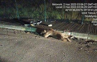 Yalova’da taksinin çarptığı ayının ayakları...