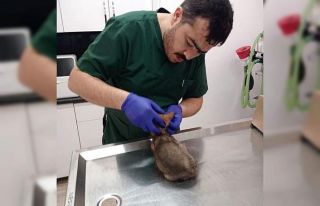 Yaralı bulanan yavru tilki tedavi altına alındı