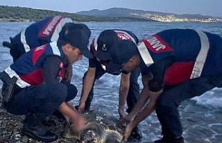 Yaralı Caretta’nın yardımına Jandarma koştu