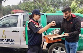 Yaralı Ebabil kuşu eve sığındı