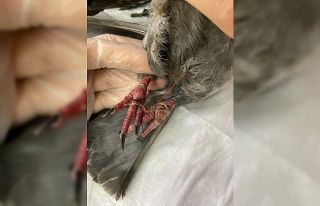 Yaralı güvercine hayvanseverler sahip çıktı