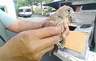 Yaralı kerkenez kuşuna yardım eli