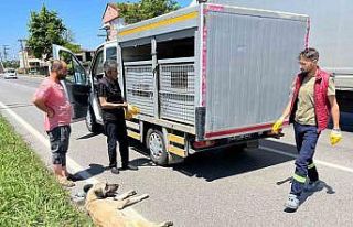 Yaralı köpek için seferber oldular