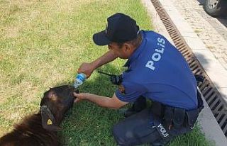Yaralı kurbanlığa polis şefkati