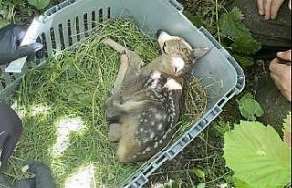 Yaralı yavru karaca tedavisinin ardından doğaya...