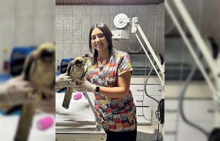 Yaralı yavru ’kızıl şahin’ tedavi altına...