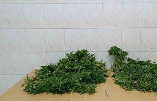 Yasadışı kenevir yetiştiren iki şüpheli adli...