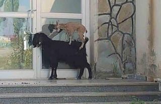 Yavru yaban keçisi süt annesine alıştı