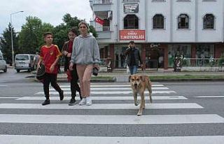 Yaya geçidinin ‘Sadık’ bekçisi köpek, karşıya...