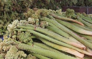 “Yayla Muzu” tezgâhlardaki yerini aldı