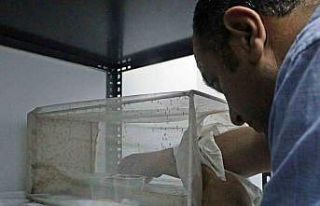 Yaz yağışları baskı altındaki sivrisinek türünü...