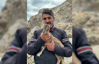 Yeni doğan yavru dağ keçisini gören motosiklet...