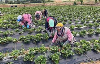 Yenice çileği üreticinin yüzünü güldürdü