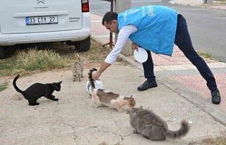 Yenişehir’de sokak hayvanları yalnız değil