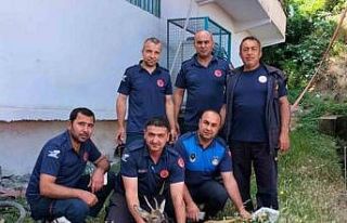 Yerleşim yerine inen yaralı dağ ceylanı tedavisi...