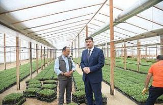 Yerli üretim, yüzde yüz hibeli ata tohumu