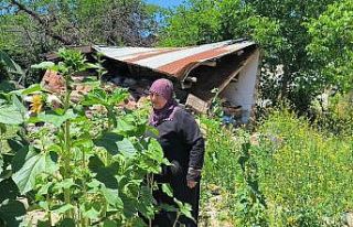 Yıkılan evlerinin enkazında yeşeren ‘ayçiçekleri’...