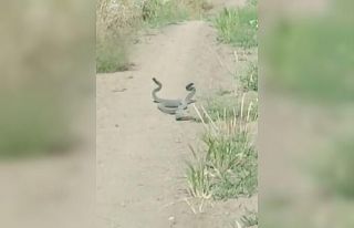 Yılanların çiftleşme dansı, kamerada