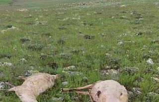 Yıldırım çarpması sonucu 5 koyun telef oldu