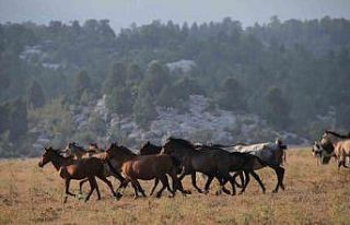 Yılkı atlarının Toroslar’ın yeşil çayırlarında...