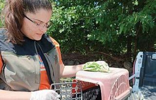 Yorgun bulunan kukumav kuşu tekrar doğaya bırakıldı