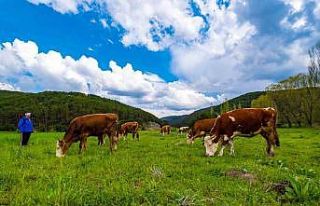 Yozgat yağışlarla birlikte yeşile büründü