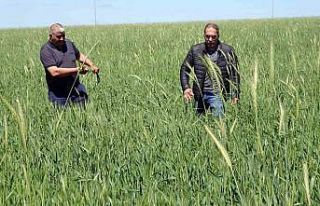 Yozgat’ta buğday alım fiyatı çiftçiyi sevindirdi