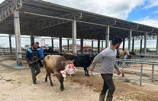 Yozgat’ta hayvan pazarları kurulmaya başladı