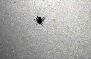 Yozgat’ta son iki ayda 853 kişinin vücudundan...