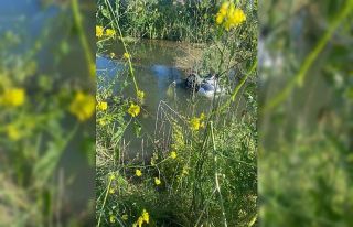 YTB Personel Daire Başkanı Duman, trafik kazasında...