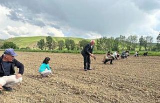 Yüksekova’da ayçiçeği ekimi