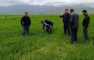 Yüksekova’da çekirge sürvey çalışması