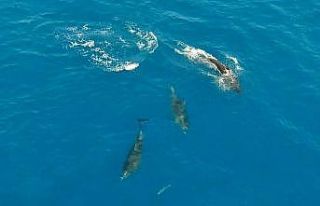 Yunusların avlarını yakalama anı dron ile saniye...