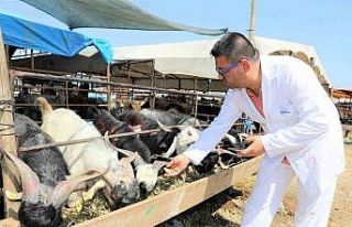 Yüreğir’de kurban satış ve kesim yerleri belirlendi