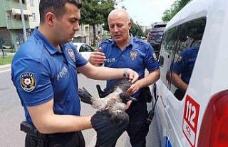 Yuvadan düşen karga yavrusu zincirleme kazaya sebep...