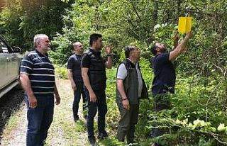 Zararlı böceklere karşı ormanlara “feromon tuzağı”...