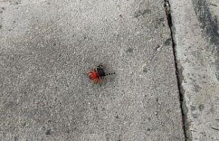 Zehirli uğur böceği örümceği bu kez kent merkezinde...