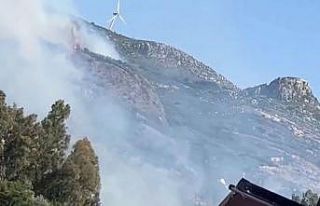 Zeytinlik alanda çıkan yangın korkuttu